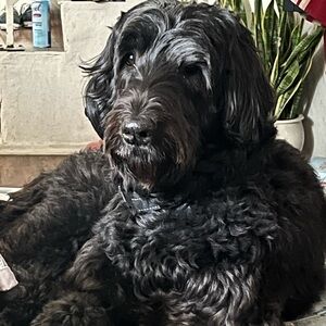 Meet your Posher, Helen